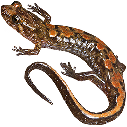  Dusky Salamanders